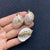 1 Piece Shell Conch