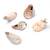 5 PCS/Package Shell Conch Shell Pendant