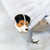 Cute Pin Animal Dog Alloy Enamel Unisex Brooches