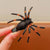 Halloween Cute Funny Women's Spider Alloy Hair Clip