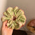 New Fabric Floral Colony Hair Ring Sweet Girl Hair Accessories Colon Ring Hair Rope Hair Rope Ring Small Fresh Headwear