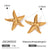 Shell Star Stainless Steel Electroplating Stud Earrings