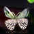 Retro Pin Butterfly Imitation Pearl Alloy Rhinestone Women'S Brooches