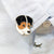 Simple Style Pin Animal Alloy Enamel Unisex Brooches