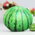 Women's Fruit Plush Zipper Coin Purses