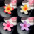 Women's Lady Sweet Simple Style Flower Plastic Hair Claws