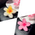 Women's Lady Sweet Simple Style Flower Plastic Hair Claws