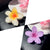 Women's Lady Sweet Simple Style Flower Plastic Hair Claws