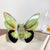 Women's Simple Style Butterfly Arylic Hair Claws